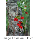 #1175 Photo Of Red Honeysuckle (Lonicera Ciliosa) Berries In Autumn