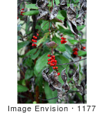#1177 Image Of Red Honeysuckle (Lonicera Ciliosa) Berries