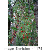 #1178 Photo Of Red Honeysuckle (Lonicera Ciliosa) Berries In Autumn