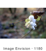 #1180 Photograph Of A Bunch Of Common Snowberries