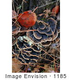 #1185 Photograph Of Bracket Fungus Growing On A Tree Stump