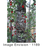 #1189 Image Of Red Honeysuckle Berries