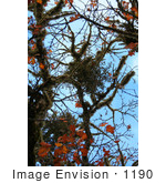 #1190 Photograph Of Mistletoe In An Oak Tree