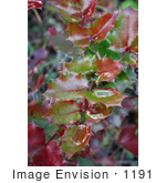 #1191 Photograph Of Holly In Autumn