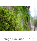 #1192 Photograph Of A Seed Sprouting In Moss