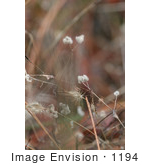 #1194 Photograph Of Stickseed