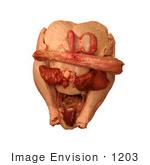 #1203 Thanksgiving Photo Of Uncooked Turkey Giblets (Heart Liver And Gizzard) And Neck On A Turkey