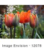 #12078 Picture Of Different Growth Stages Of Tulips