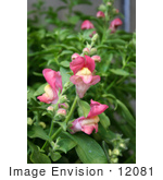 #12081 Picture Of Sonnet Pink Snapdragons