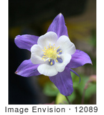 #12089 Picture Of Purple And White Rocky Mountain Columbine