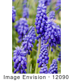 #12090 Picture Of A Grape Hyacinth Flower Bed