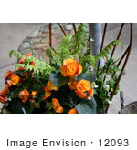 #12093 Picture Of Begonia Tuberhybrida Flowers