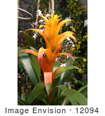 #12094 Picture Of An Orange Bromeliad