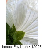 #12097 Picture Of The Back Side Of A White Hibiscus