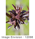 #12098 Picture Of A Black Beauty Elder Plant