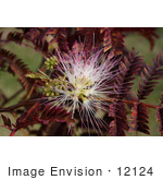 #12124 Picture Of A Flowering Chocolate Mimosa