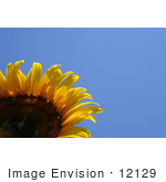 #12129 Picture Of An American Giant Sunflower