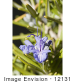 #12131 Picture Of Rosemary Blossoms And Buds