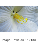 #12133 Picture Of A White Hibiscus