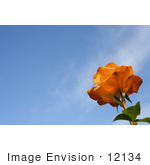 #12134 Picture Of An Orange Rose