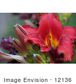 #12136 Picture Of A Chicago Day Lily
