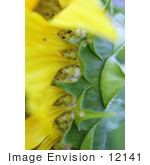 #12141 Picture Of Growing Sunflower Seeds