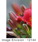 #12144 Picture Of A Chicago Daylily