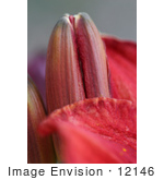 #12146 Picture Of A Chicago Daylily