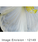 #12149 Picture Of A White Hibiscus