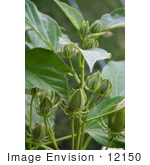 #12150 Picture Of White Hibiscus Buds