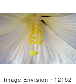 #12152 Picture Of A White Hibiscus