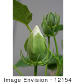 #12154 Picture Of White Hibiscus Buds