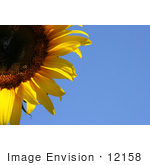 #12158 Picture Of An American Giant Sunflower