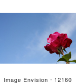 #12160 Picture Of A Pink Rose Against Sky