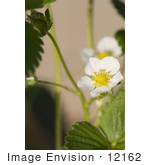 #12162 Picture Of A Strawberry Blossom