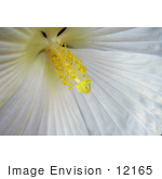 #12165 Picture Of A White Hibiscus