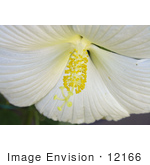 #12166 Picture Of A White Hibiscus