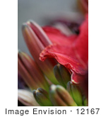 #12167 Picture Of A Chicago Daylily