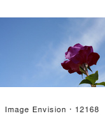 #12168 Picture Of A Purple Rose