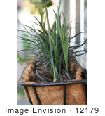 #12179 Picture Of A Window Planter With Mondo Grass