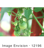 #12196 Picture Of Tomatoes On The Vine