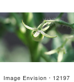 #12197 Picture Of Tomatoes On The Vine