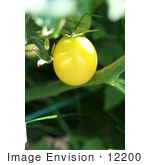 #12200 Picture Of A Snow White Cherry Tomato
