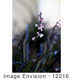 #12216 Picture Of Mondo Grass Flowers