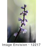 #12217 Picture Of Purple Flowers Of Black Mondo Grass