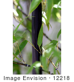 #12218 Picture Of Leaves And Black Bamboo Shoot