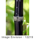 #12219 Picture Of Black Bamboo (Phyllostachys Nigra)
