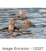 #12227 Picture Of Marines In Training During A Water Survival Course