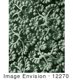 #12270 Picture Of Phacelia Tanacetifolia Tendrils In Green