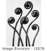 #12276 Picture Of Elegant Curled Fronds Of A Maidenhair Fern